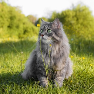 Cat Veterinarian in Half Moon Bay